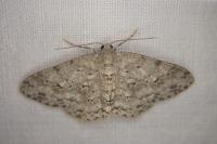 Ectropis crepuscularia