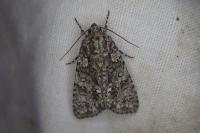 Acronicta rumicis