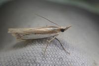 Crambus pascuella