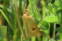 Diacrisia sannio