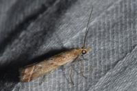 Ancylosis cinnamomella