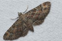 Gymnoscelis rufifasciata