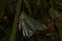 Hemithea aestivaria