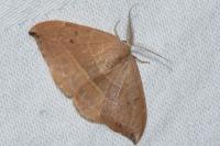 Watsonalla binaria/uncinula