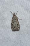 Scoparia