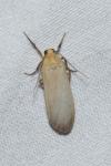 Katha depressa