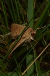 Mythimna vitellina