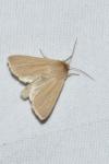 Mythimna pallens