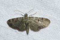 Pasiphila rectangulata