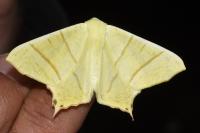 Ourapteryx sambucaria