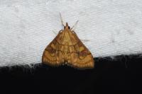 Anania verbascalis