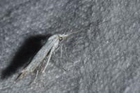 Coleophora