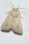 Mythimna sicula