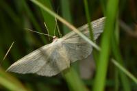 Scopula immutata