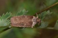 Agonopterix cnicella