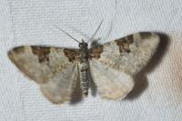 Xanthorhoe fluctuata