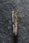 Argyresthia spinosella