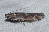 Pempelia palumbella