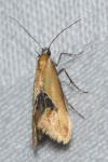 Batia lambdella