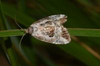 Elaphria venustula