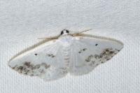Lomographa temerata