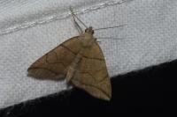 Herminia grisealis