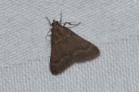 Bostra obsoletalis