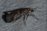 Acrobasis marmorea