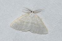 Cabera exanthemata