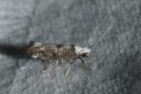 Paraswammerdamia albicapitella