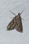 Thera cupressata