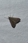 Mecyna asinalis