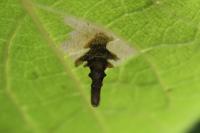 Coleophora ochripennella