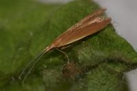 Coleophora ochripennella