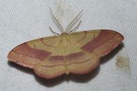Rhodostrophia vibicaria