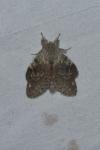 Stauropus fagi