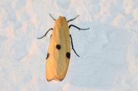 Lithosia quadra