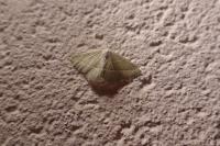 Campaea margaritaria