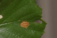 Coleophora alnifoliae