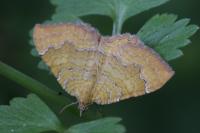 Camptogramma bilineata