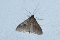 Mecyna asinalis