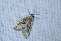 Parapoynx stratiotata