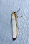 Eilema caniola