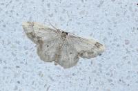 Idaea trigeminata