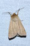 Mythimna pallens