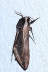 Sphinx ligustri