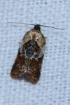 Acleris variegana