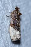 Hedya nubiferana