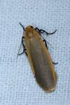 Katha depressa