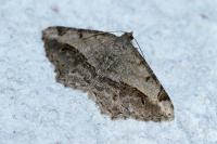 Chiasmia aestimaria
